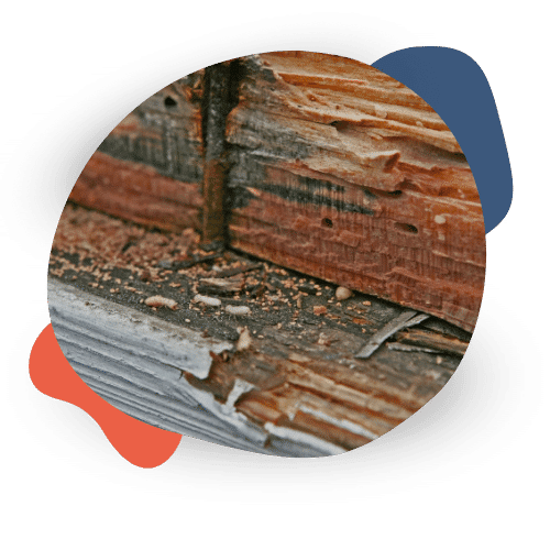 QU'EST-CE QUE LE DIAGNOSTIC TERMITES À PARIS _